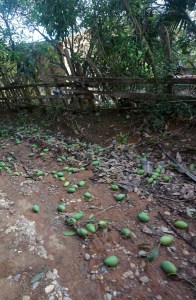 Fallen Mangos